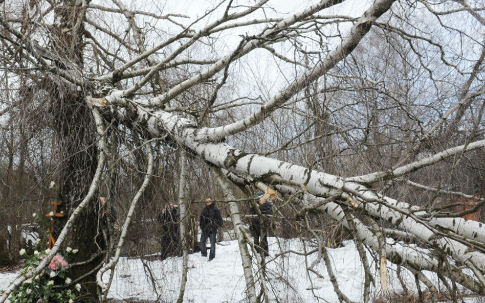 Antoni Macierewicz: Samolot nie uderzył w brzozę