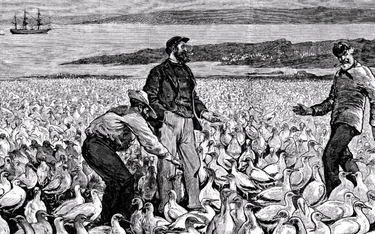 W XIX wieku ptasie guano z Peru było cennym towarem używanym do nawozów rolniczych