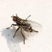 Koło Kapsztadu w RPA rozpoczęła się budowa największej na świecie fermy much