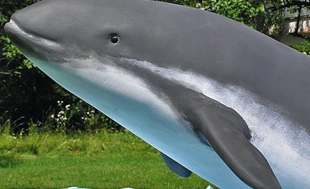 Fantoma morświna będzie można zobaczyć na dziedzińcu Muzeum Narodowego