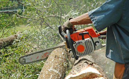 Wycinka chorego lub uszkodzonego drzewa na cudzej posesji ma być łatwiejsza