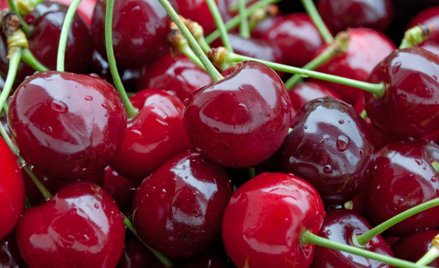 Wielkie nerwy w wiśniowym sadzie