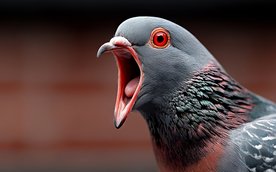 Biuro prasowe stołecznego ratusza przekazało, że urząd nie prowadzi monitoringu populacji gołębi mie