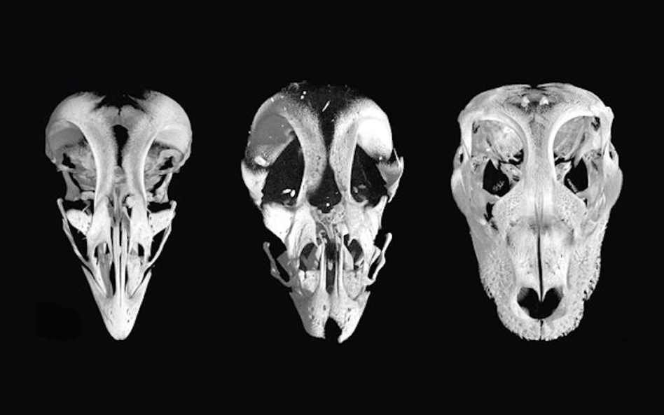 Gotowy do wyklucia zarodek kurczęcia (z lewej) ma dziób. W środku — czaszka zmodyfikowanego ptaka z 