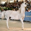 Pepita została sprzedana za 1,4 mln euro