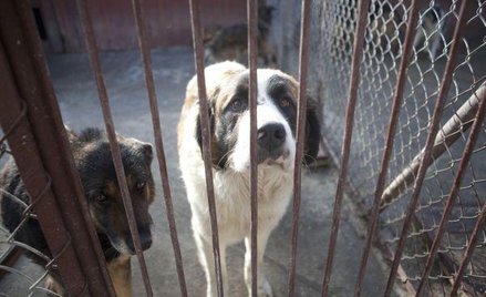 Sądy wciąż zbyt łagodnie traktuką sprawców znęcania się nad zwierzętami