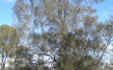 To niepozorne drzewo, które rośnie w Australii jest twardsze niż beton