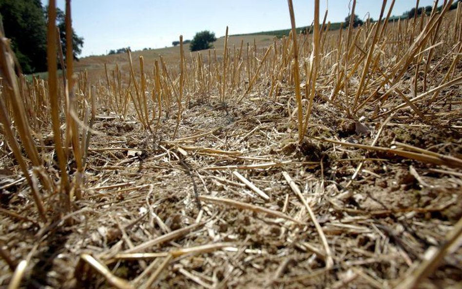 Słowo „susza” wywołuje depresję u austalijskich farmerów