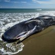 Znaleziono martwego kaszalota. W żołądku miał 100 kg śmieci