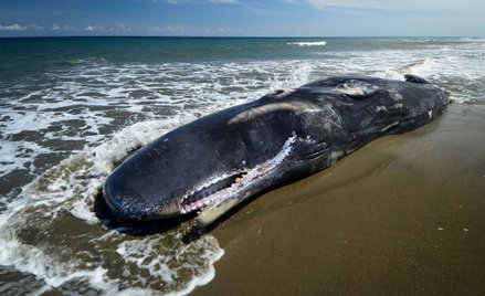 Znaleziono martwego kaszalota. W żołądku miał 100 kg śmieci