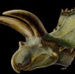 Największy rogacz wśród dinozaurów