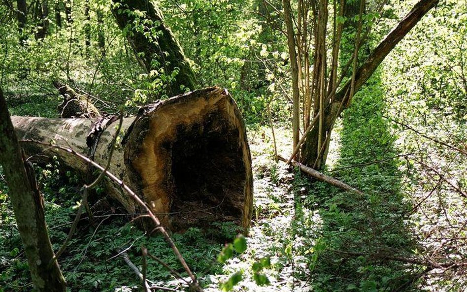 Puszcza Białowieska