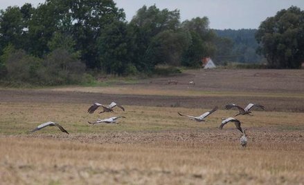 Duże pole zamiast kilku poletek