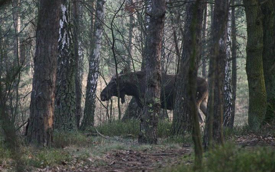 Myśliwy zastrzelił łosia w warszawskim Ursusie