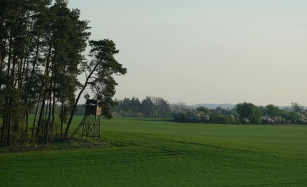 Myśliwi redukują zwierzynę w miejscach newralgicznych, często dyżurują przy uprawach