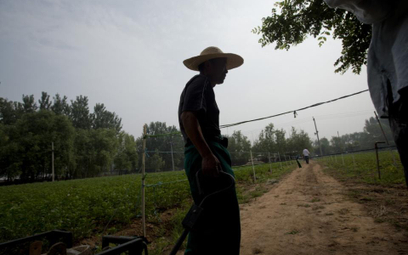 Chiny: ziemia zbyt skażona dla rolnictwa