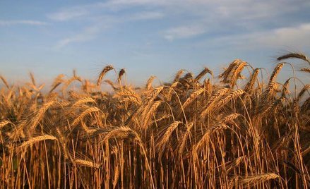 KSG Agro: nie mamy problemów z Cyprem
