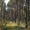 Ojców: drzewo runęło na 13-latkę