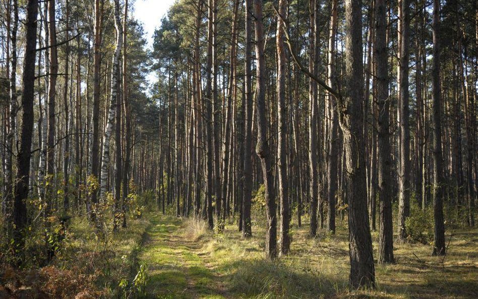 Ojców: drzewo runęło na 13-latkę
