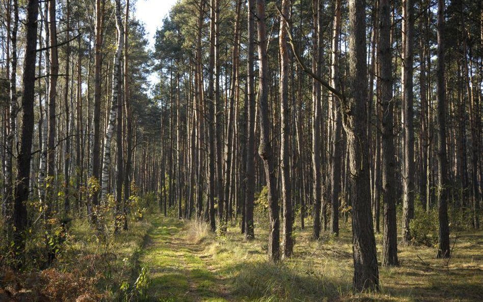 Ojców: drzewo runęło na 13-latkę