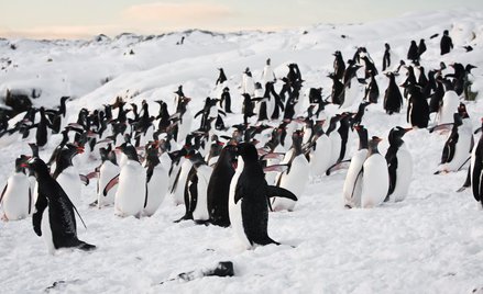 150 tys. pingwinów zginęło przez górę lodową