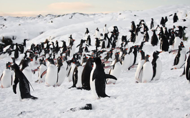 150 tys. pingwinów zginęło przez górę lodową