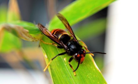Występowanie szerszenia Vespa velutina potwierdzono już w wielu miejscach w Europie – między innymi 