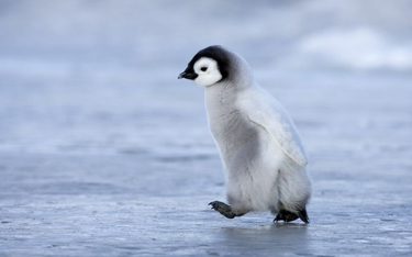 Międzynarodowy Dzień Pingwinów