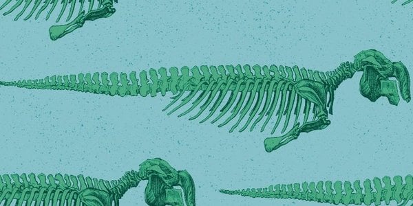 "Żywe istoty": the discovery and extinction of Steller's sea cow