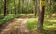 Lasy pod sądową kontrolą. Kto będzie mógł kwestionować plan urządzenia lasu?