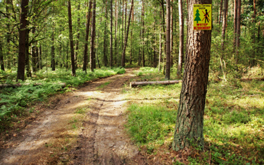 Aktywiści: nie można bojkotować wyroku TSUE w sprawie polskich lasów