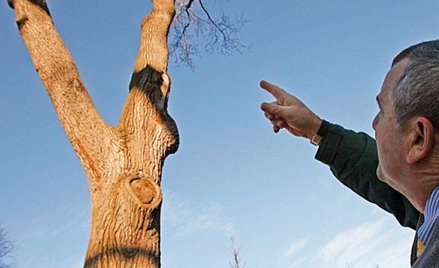 Milion sklonowanych drzew dla Nowego Jorku