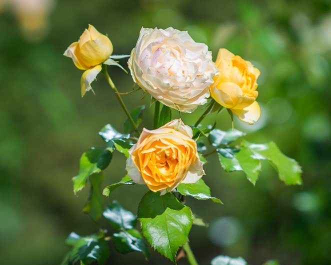 Polska odmiana róż o nazwie „Prezydent Stefan Starzyński” była już sadzona przy pomniku prezydenta n