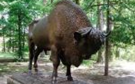 Pomnik żubra to jeden z symboli Spały