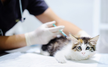 Rosja rozpoczyna produkcję szczepionki dla zwierząt