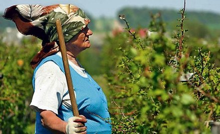 Marianna Pudło z Godziszowa głosowała przeciw Unii. Dziś jednak widzi korzyści. – Kiedyś w polu koni