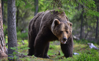 Rosja: Niedźwiedź zabił myśliwego, który go zabił