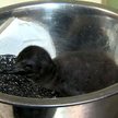 Kadr z filmu pokazującego karmienie pingwina w zoo w Cincinnati