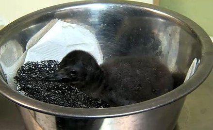 Kadr z filmu pokazującego karmienie pingwina w zoo w Cincinnati