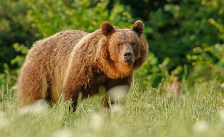 Niedźwiedź brunatny / zdjęcie ilustracyjne
