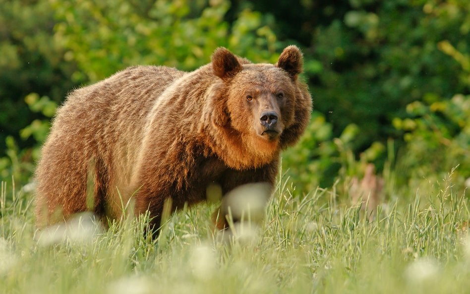 Niedźwiedź brunatny / zdjęcie ilustracyjne