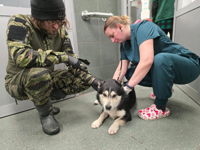 Zwierzęta, które zostały przetransportowane do Warszawy, przechodzą obecnie standardowe procedury we