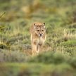Puma, którą widziano w lasach gminy Polanów została odłowiona i przewieziona w bezpieczne miejsce