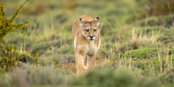 Puma schwytana w gminie Polanów po kilku dniach poszukiwań