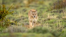 Puma, którą widziano w lasach gminy Polanów została odłowiona i przewieziona w bezpieczne miejsce
