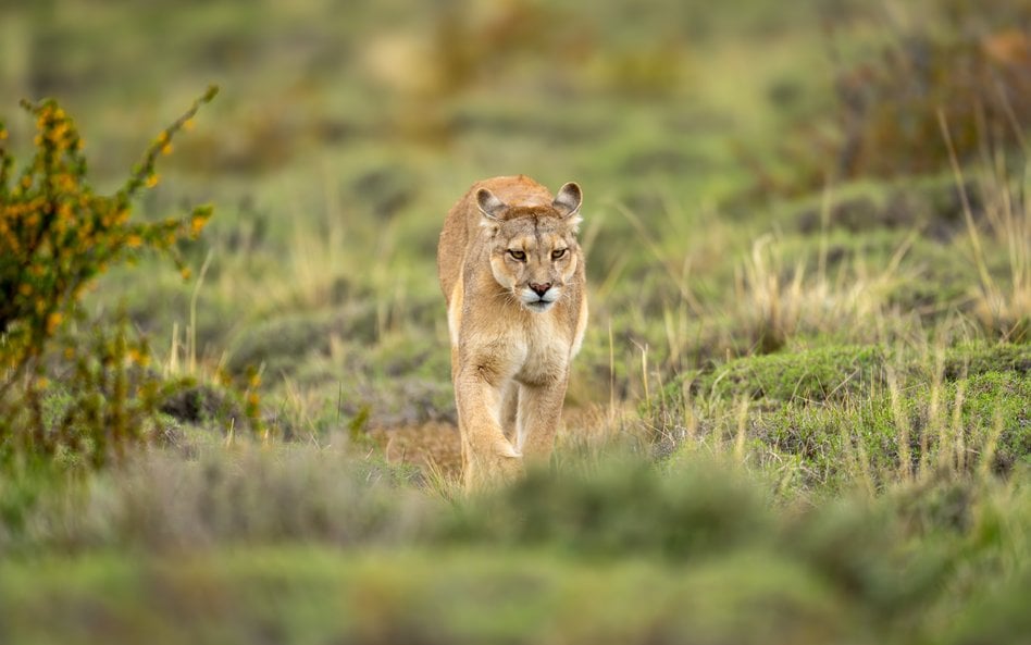 Puma, którą widziano w lasach gminy Polanów została odłowiona i przewieziona w bezpieczne miejsce
