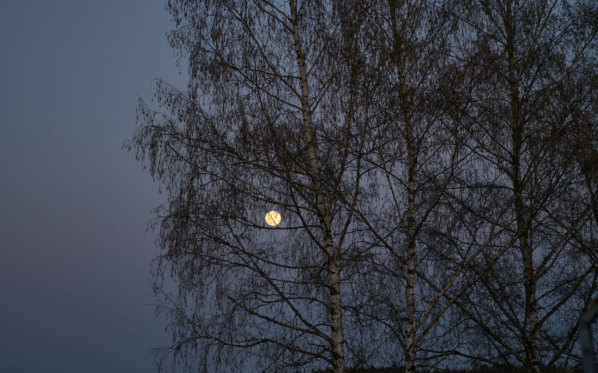Już niedługo zobaczymy na niebie Różowy Księżyc. To pierwsza wiosenna pełnia