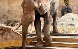 Leon do Warszawy przyjechał jako młody słoń 12 lipca 2003 roku.