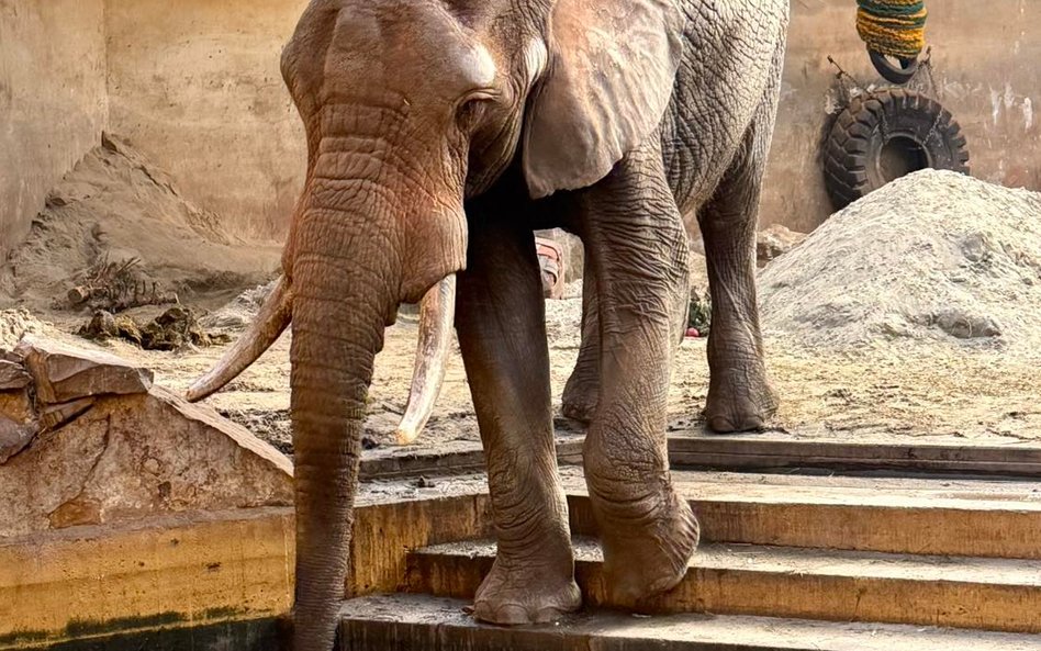 Leon do Warszawy przyjechał jako młody słoń 12 lipca 2003 roku.
