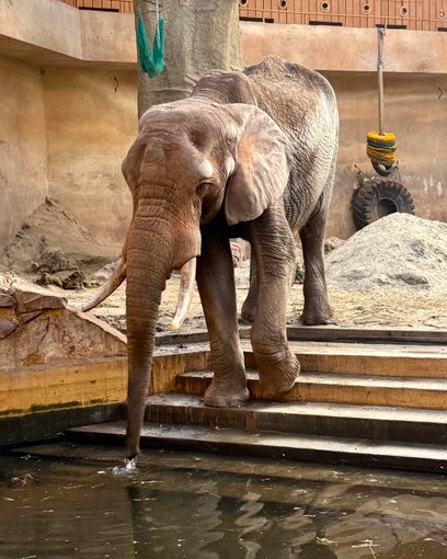 Leon do Warszawy przyjechał jako młody słoń 12 lipca 2003 roku.